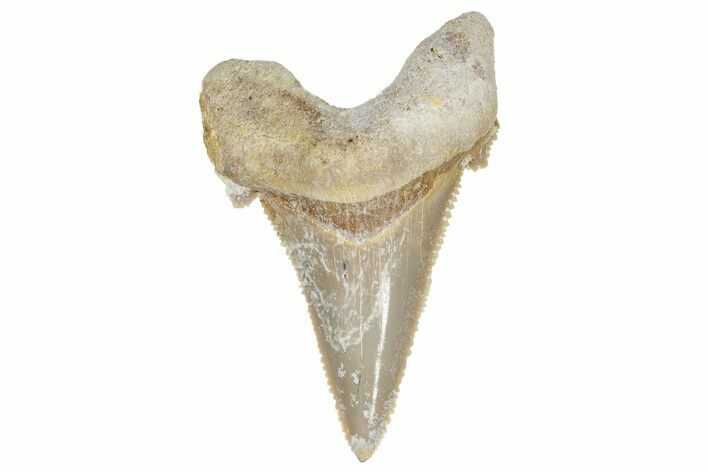 Serrated Sokolovi (Auriculatus) Shark Tooth - Dakhla, Morocco #249691